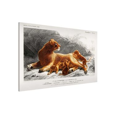 Lavagna magnetica - Vintage Consiglio Leonessa e Lion Cubs - Formato orizzontale 3:2