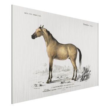 Stampa su alluminio spazzolato - Consiglio di cavallo Vintage - Orizzontale 2:3