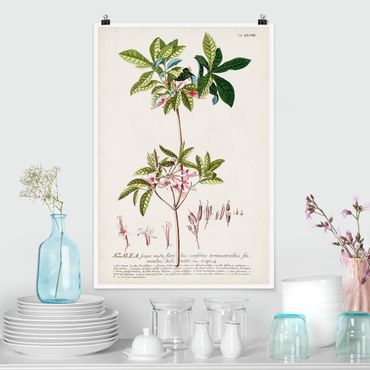 Poster - Vintage botanica Azalea - Verticale 3:2