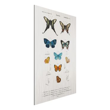 Stampa su alluminio spazzolato - Vintage Consiglio Butterflies I - Verticale 3:2