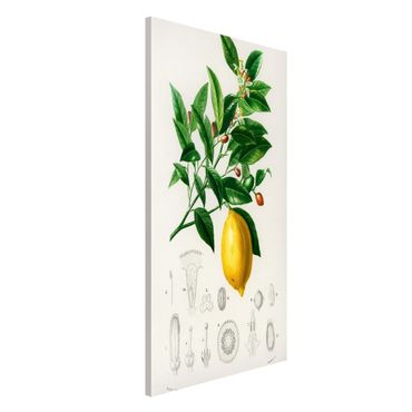 Lavagna magnetica - Botanica Vintage Illustrazione Di Limone - Formato verticale 4:3