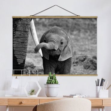 Foto su tessuto da parete con bastone - baby Elephant - Orizzontale 2:3