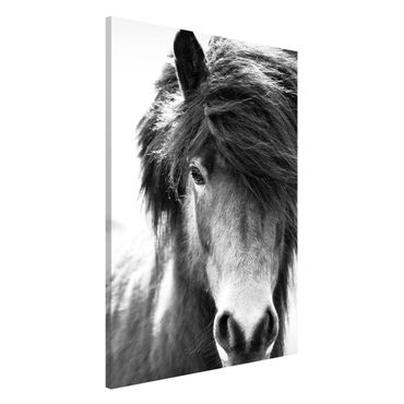 Lavagna magnetica - Cavallo d'Islanda in bianco e nero