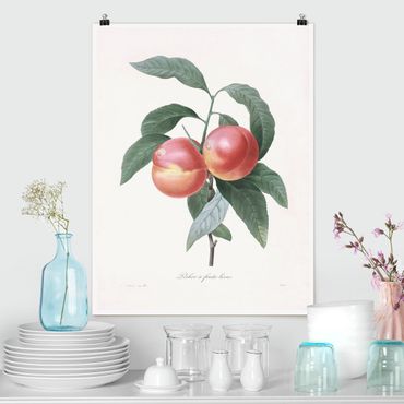 Poster - Botanica illustrazione d'epoca Peach - Verticale 4:3
