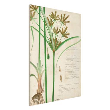 Lavagna magnetica - Vintage Botanica Disegno Erbe I - Formato verticale 2:3