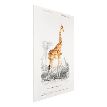 Stampa su Forex - Vintage Consiglio Giraffe - Verticale 3:2