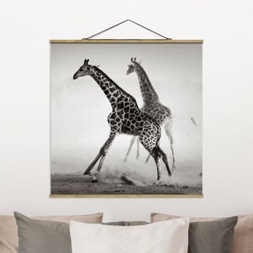 Quadro su tessuto con stecche per poster - Giraffe Caccia - Quadrato 1:1