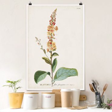 Poster - Vintage botanica Verbasco - Verticale 3:2