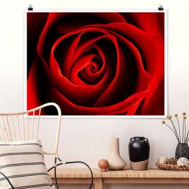 Poster - lovely Rose - Orizzontale 3:4
