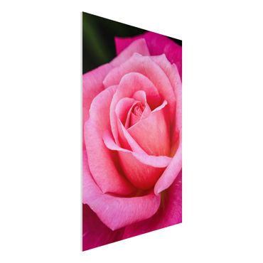 Stampa su Forex - Pink Rose Bloom di fronte al verde - Verticale 3:2