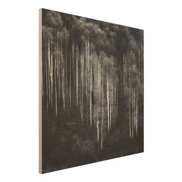 Quadro in legno - Foreste di betulle in Aspen - Quadrato 1:1
