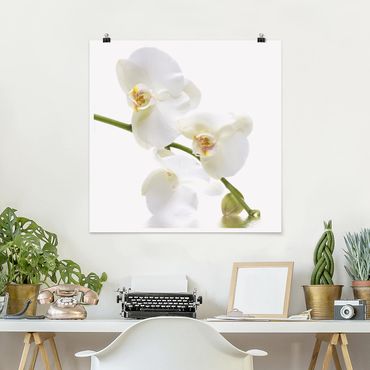 Poster - White Orchid Waters - Quadrato 1:1