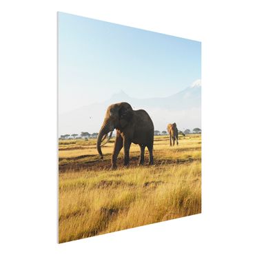 Quadro in forex - Elephants in front of the Kilimanjaro in Kenya - Quadrato 1:1