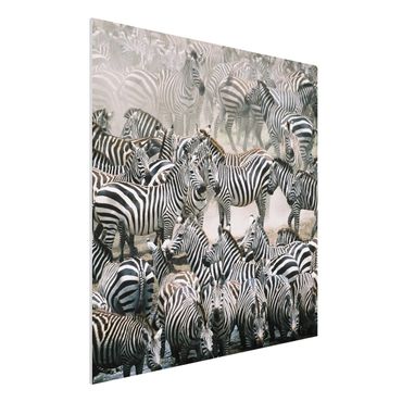 Quadro in forex - Zebra herd - Quadrato 1:1