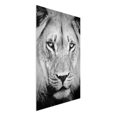 Quadro in forex - Old lion - Verticale 2:3