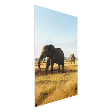 Quadro in forex - Elephants in front of the Kilimanjaro in Kenya - Verticale 2:3