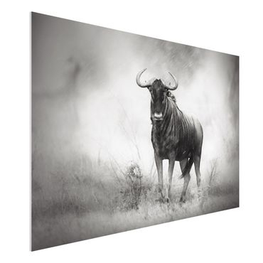 Quadro in forex - Staring Wildebeest - Orizzontale 3:2