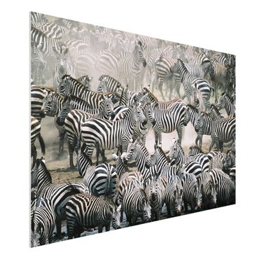 Quadro in forex - Zebra herd - Orizzontale 3:2