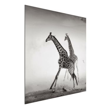 Quadro in alluminio - giraffe hunting