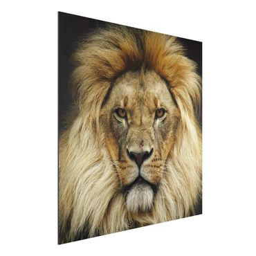 Quadro in alluminio - Wisdom of Lion