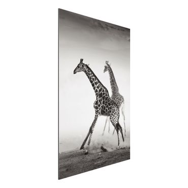 Quadro in alluminio - Giraffe hunting
