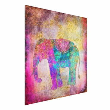 Stampa su Forex - Colorato collage - Elefante indiano - Quadrato 1:1