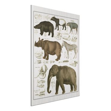 Stampa su alluminio spazzolato - Vintage Consiglio elefanti, zebre e Rhino - Verticale 4:3