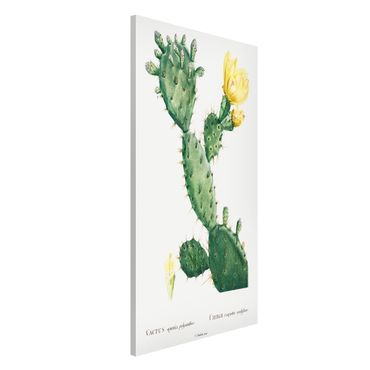 Lavagna magnetica - Botanica illustrazione d'epoca di cactus con fiore giallo - Formato verticale 4:3