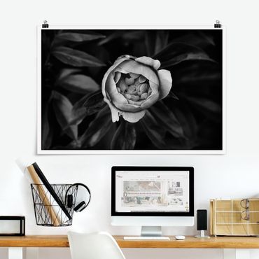 Poster - Peony fiore bianco frontale nero Foglie - Orizzontale 2:3