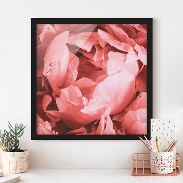 Poster con cornice - Peony di corallo del fiore - Quadrato 1:1