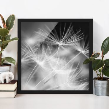 Poster con cornice - Moving Dandelions Close Up On Black Background - Quadrato 1:1