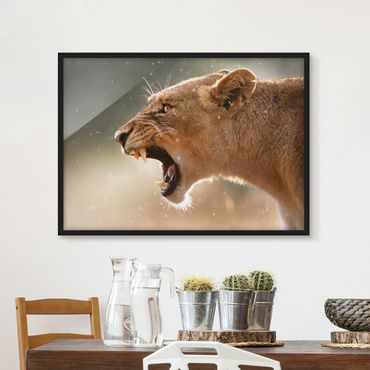 Poster con cornice - Lioness On The Hunt - Orizzontale 3:4