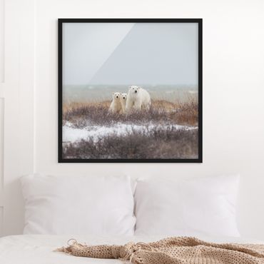 Poster con cornice - Orso polare e suoi cuccioli - Quadrato 1:1