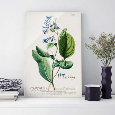 Quadro in vetro - Vintage botanica Lungwort - Verticale 3:2