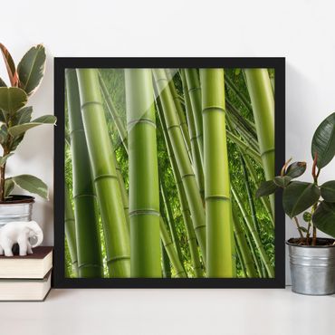 Poster con cornice - Bamboo Trees - Quadrato 1:1