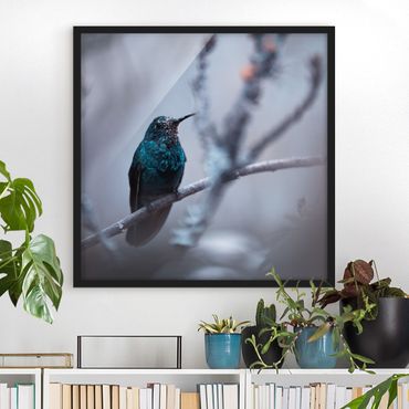 Poster con cornice - Hummingbird In Winter - Quadrato 1:1