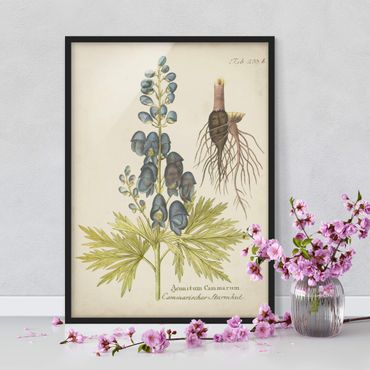 Poster con cornice - Vintage Botanica In Blue Aconito - Verticale 4:3