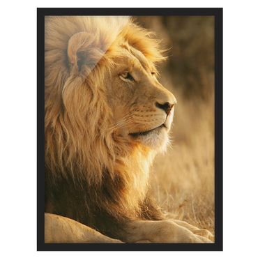 Poster con cornice - Lion King - Verticale 4:3