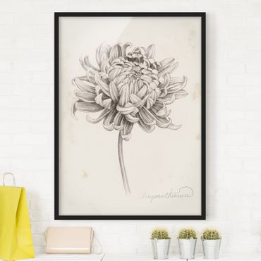 Poster con cornice - Botanical Study I Chrysanthemum - Verticale 4:3