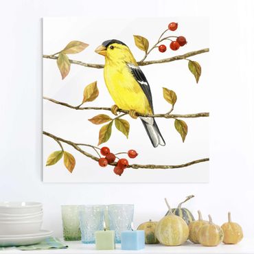 Quadro in vetro - Birds And Berries - American Goldfinch - Quadrato 1:1