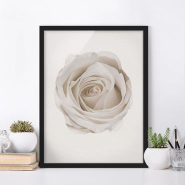Poster con cornice - Acquarelli - Pretty White Rose