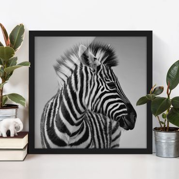 Poster con cornice - Zebra Baby Portrait II - Quadrato 1:1