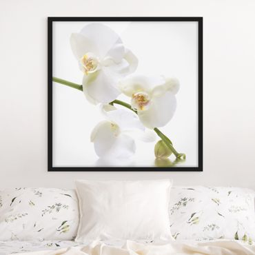 Poster con cornice - White Orchid Waters - Quadrato 1:1
