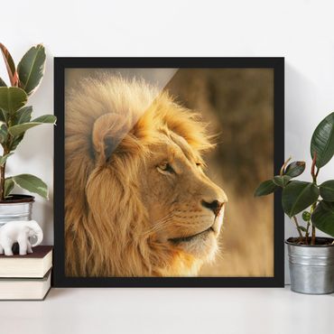 Poster con cornice - Lion King - Quadrato 1:1