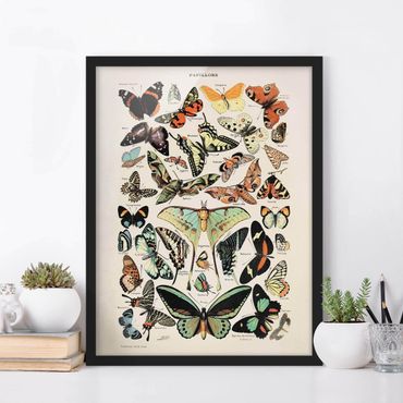 Poster con cornice - Vintage Consiglio farfalle e falene - Verticale 4:3