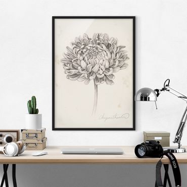 Poster con cornice - Botanical Study II Crisantemo - Verticale 4:3