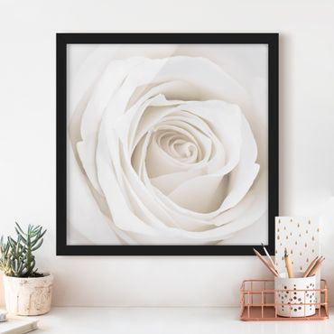 Poster con cornice - Pretty White Rose - Quadrato 1:1