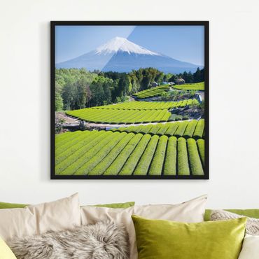 Poster con cornice - Tea Fields In Front Of The Fuji - Quadrato 1:1