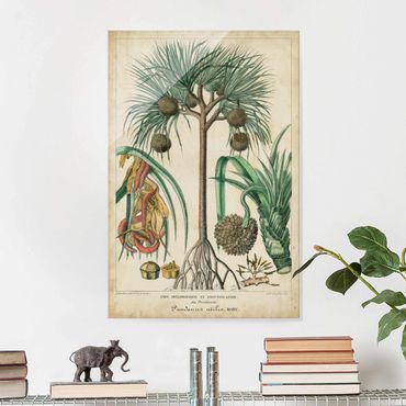 Quadro in vetro - Consiglio Vintage Exotic Palms I - Verticale 3:2