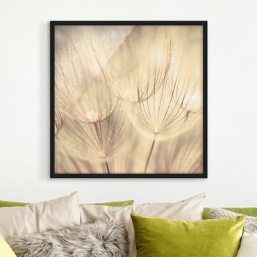 Poster con cornice - Dandelions Close-Up In Cozy Sepia Tones - Quadrato 1:1